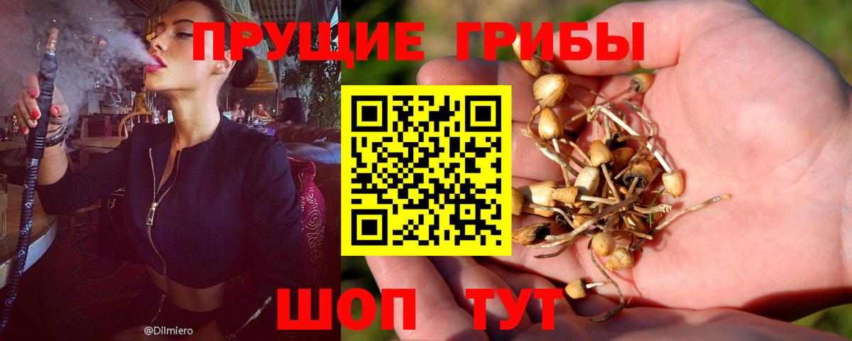 Псилоцибиновые грибы мицелий Белореченск